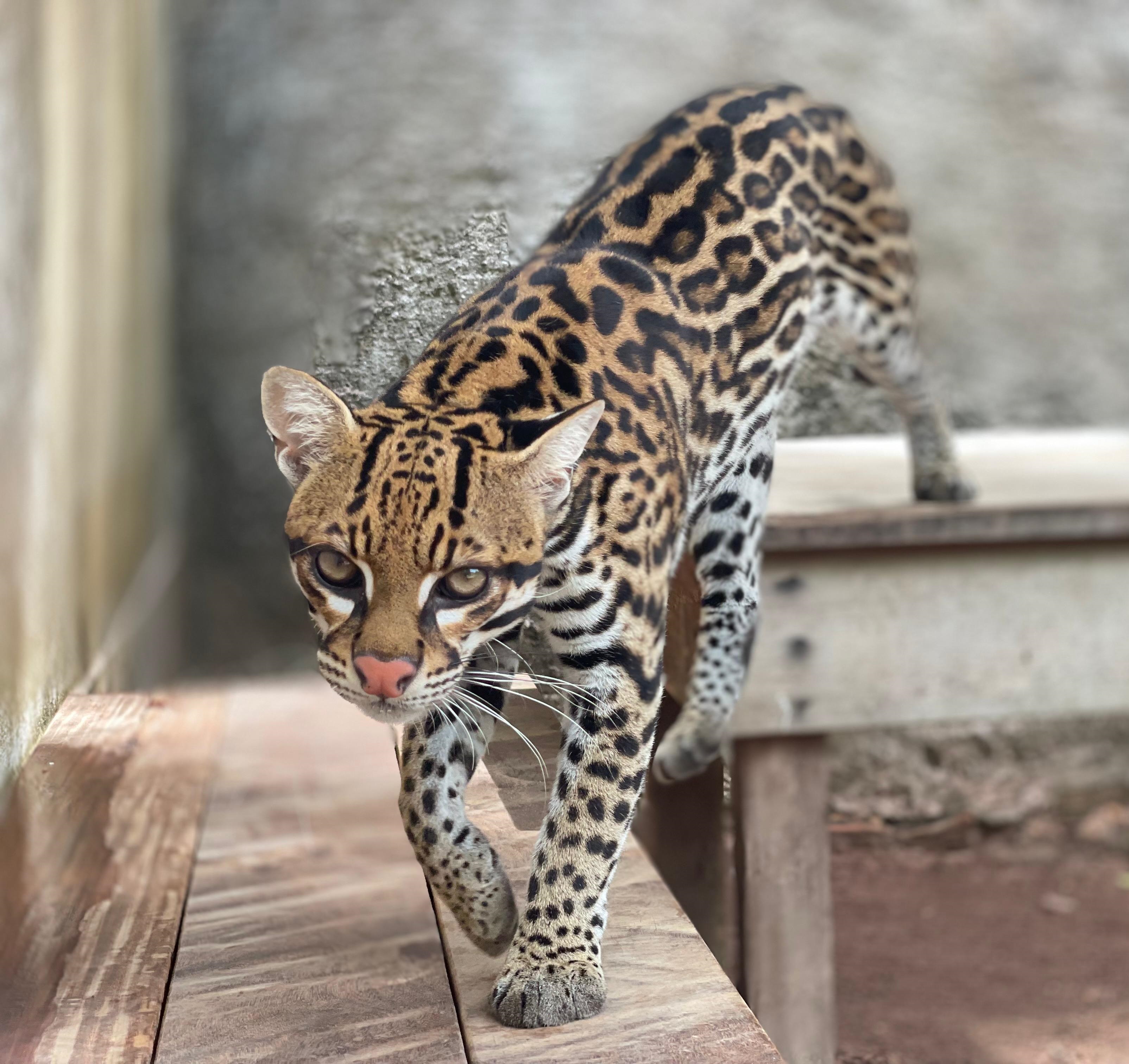 Photo of Ocelot