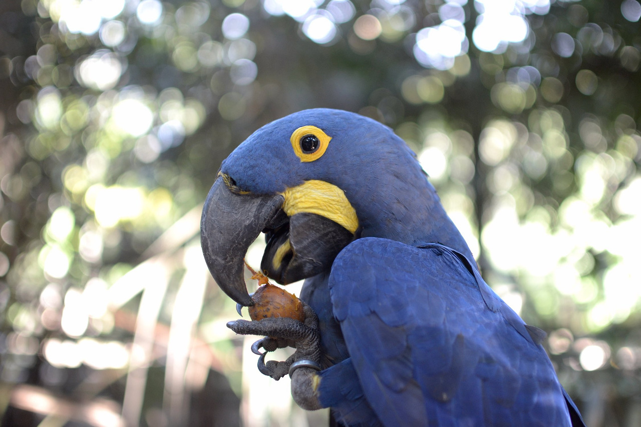 Photo of Hyacinth Macaw