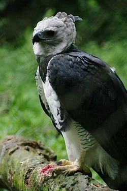 Photo of Harpy Eagle